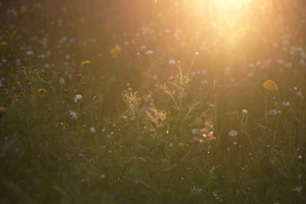 devon_garden_holiday_rhs_glamping_geodome_nature_eco_retreat_ 13